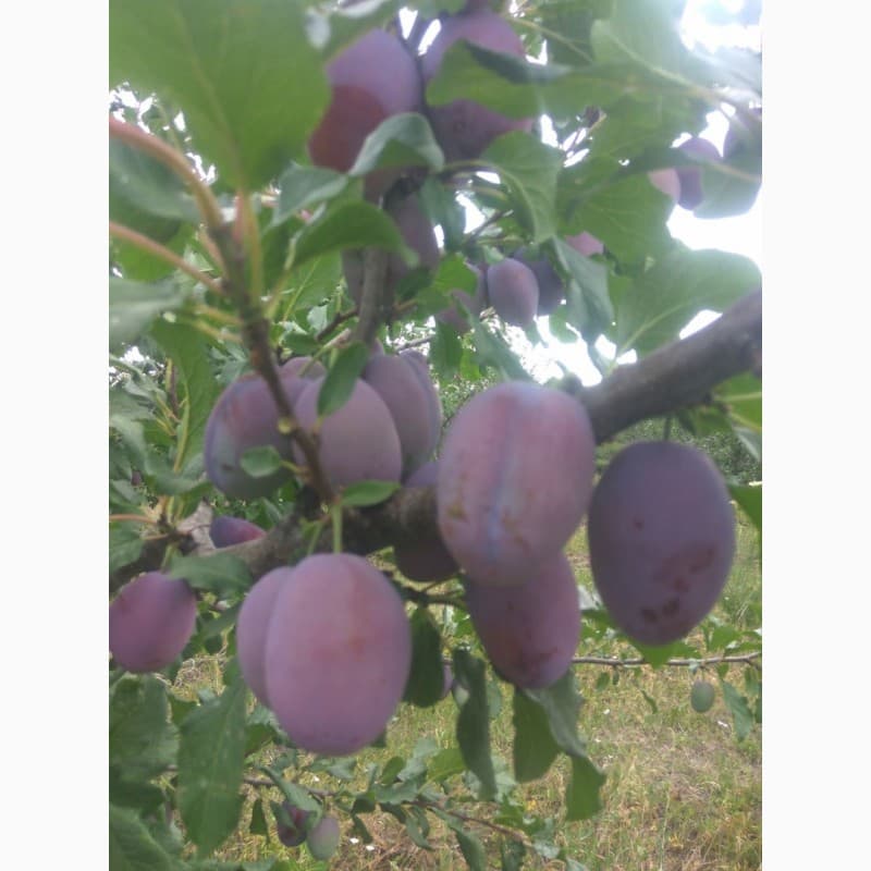 Слива · оптом · Одеська область