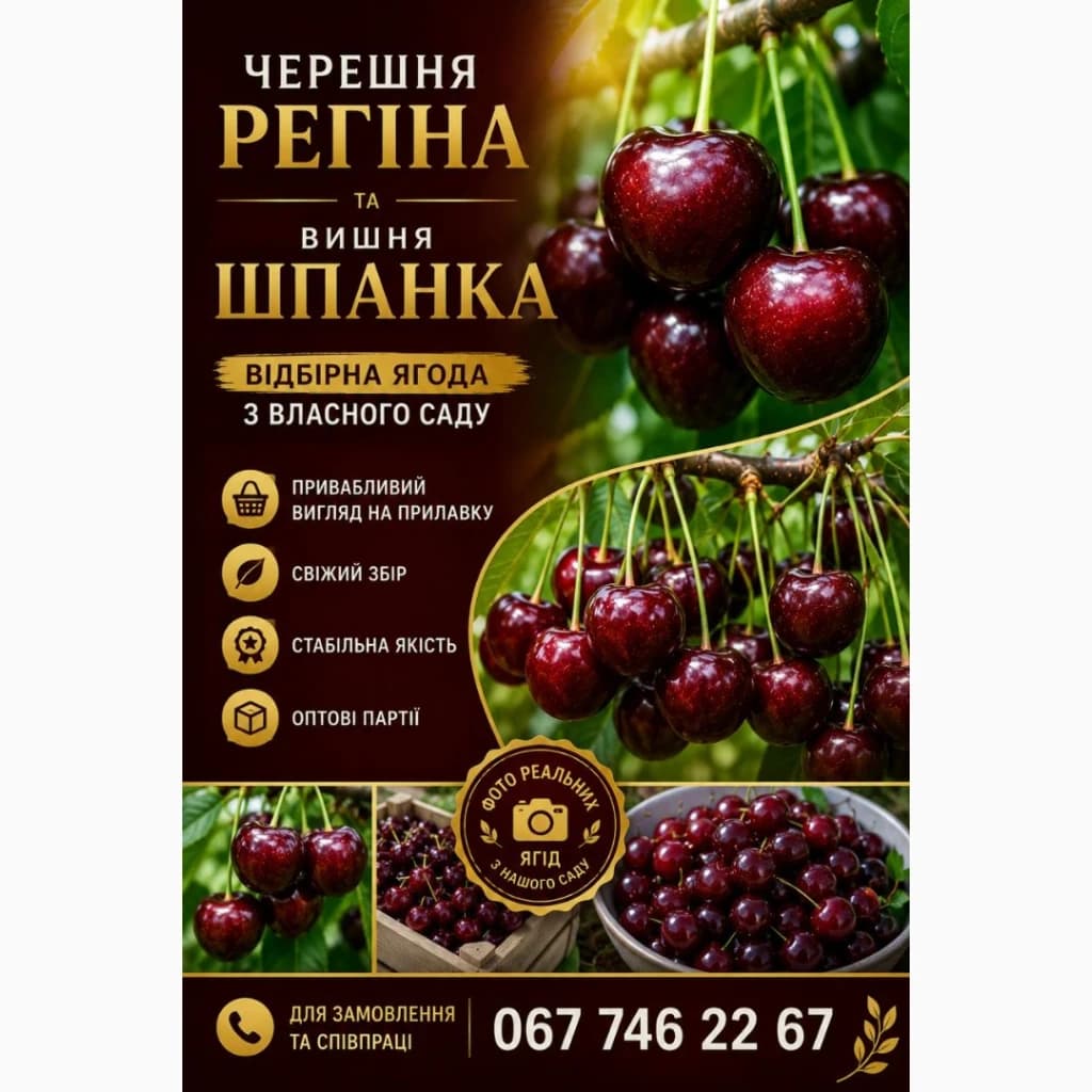 Черешня · оптом · Вінницька область