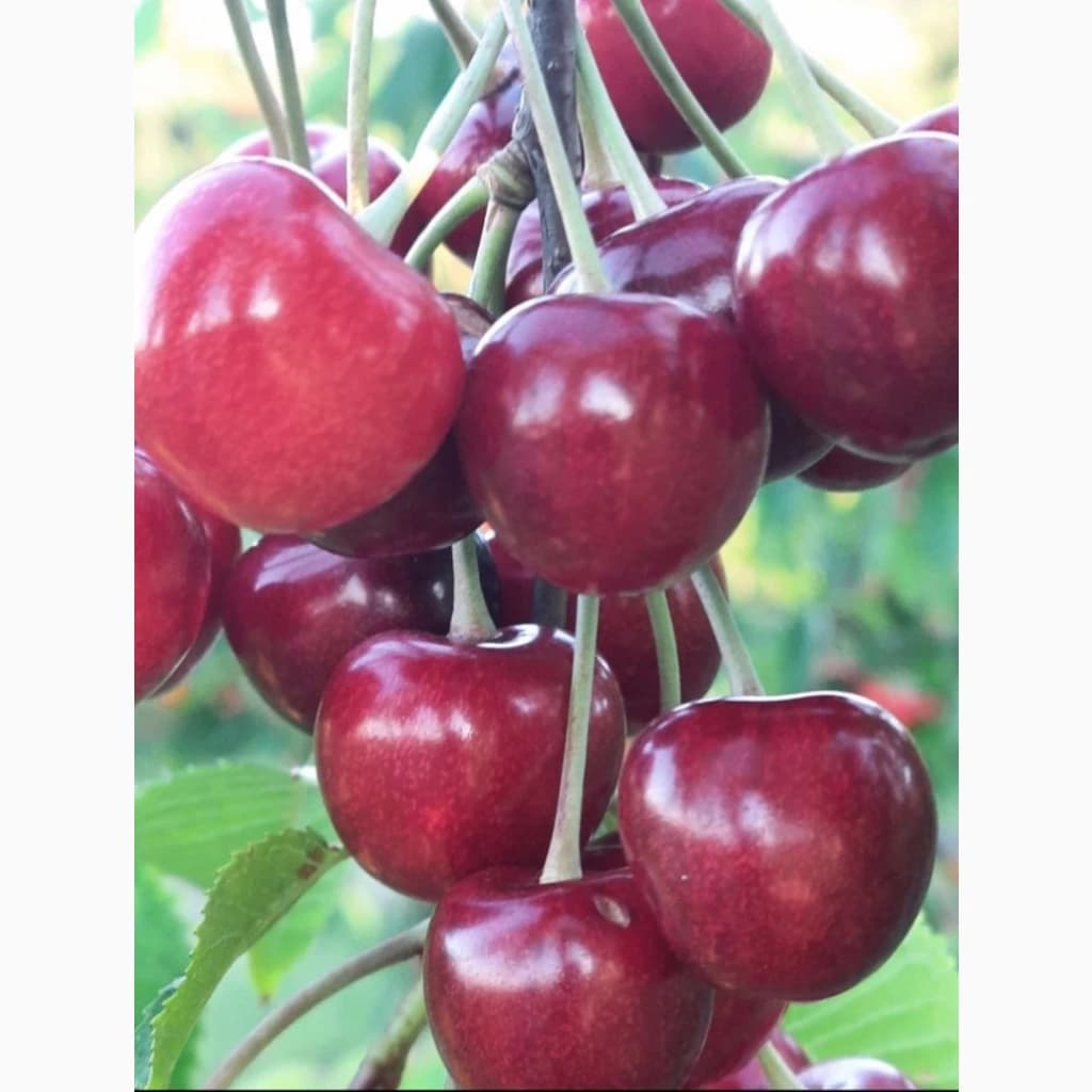 Черешня · оптом · Чернівецька область