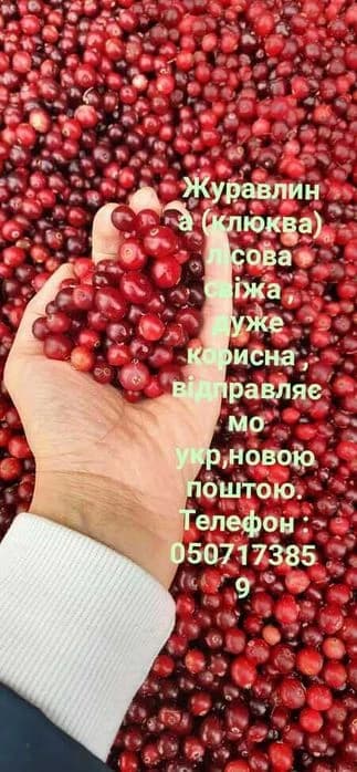 Журавлина · оптом · Рівненська область