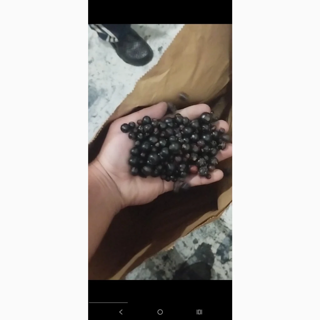 Смородина · оптом · Львівська область