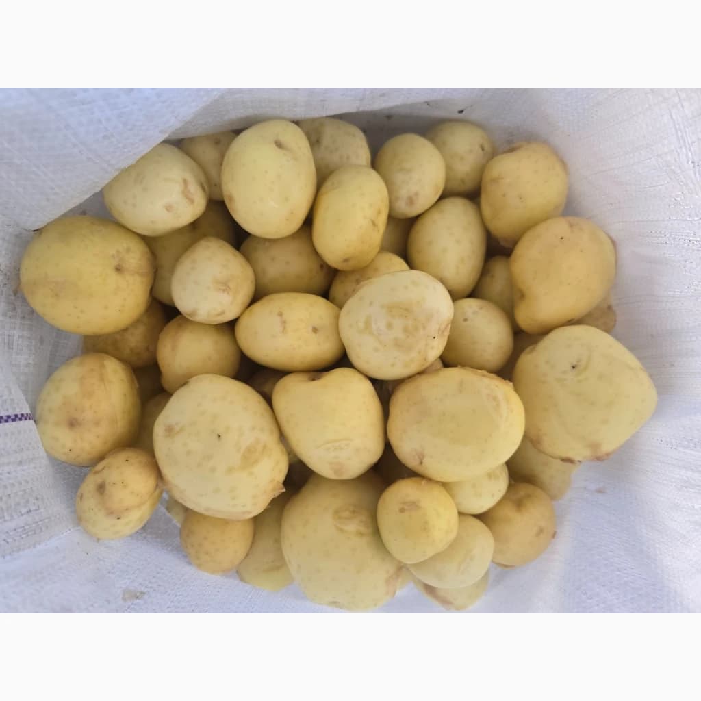 Продам молоду кортошку, Дніпропетровська обл.