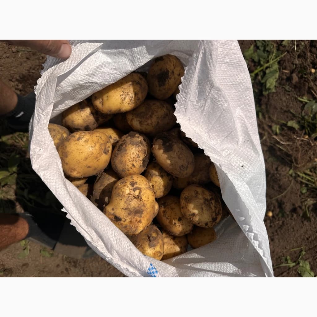 Продам картопля оптом, Волинська область