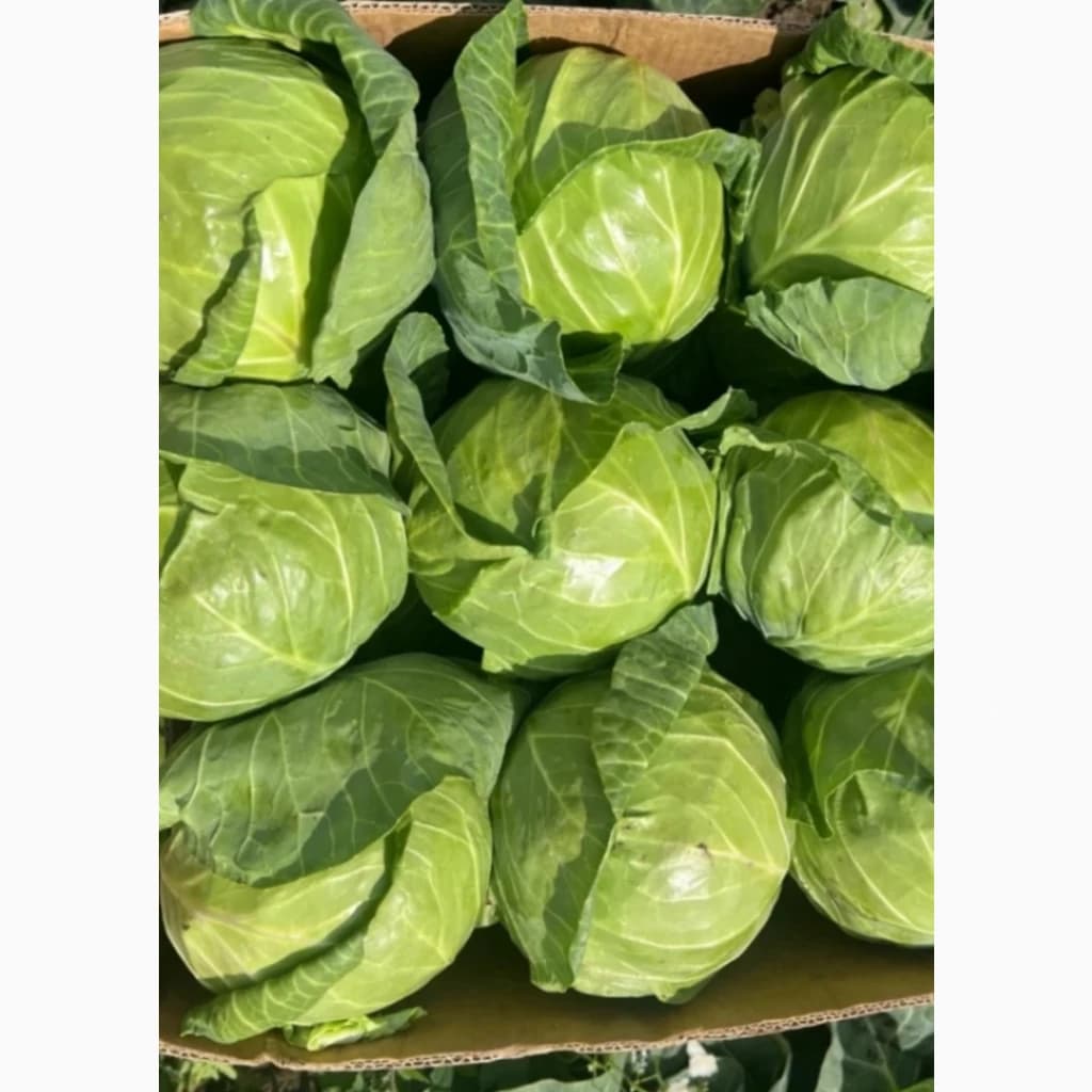 Продам капусту, гарної якості, Херсонська обл.