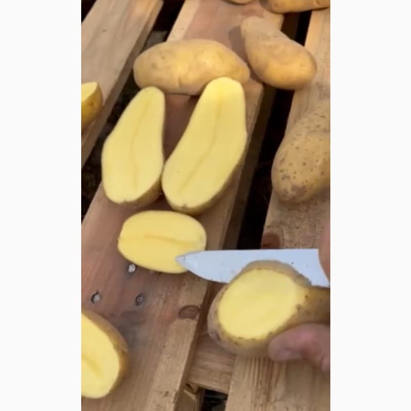 Продам картошку сорт Ревєра, Дніпропетровська обл.