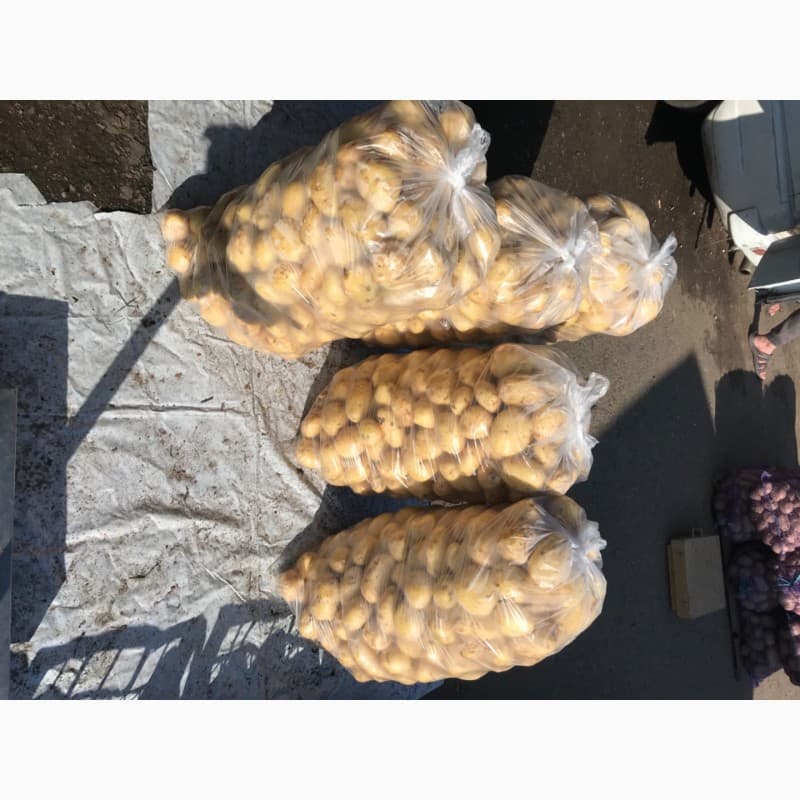 ПРОДАМ картопля молода, Чернігівська обл.