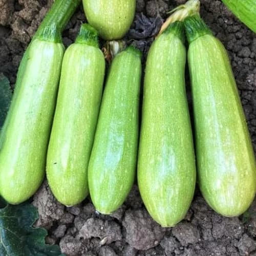 Продам кабачок :Марсела, Миколаївська обл.