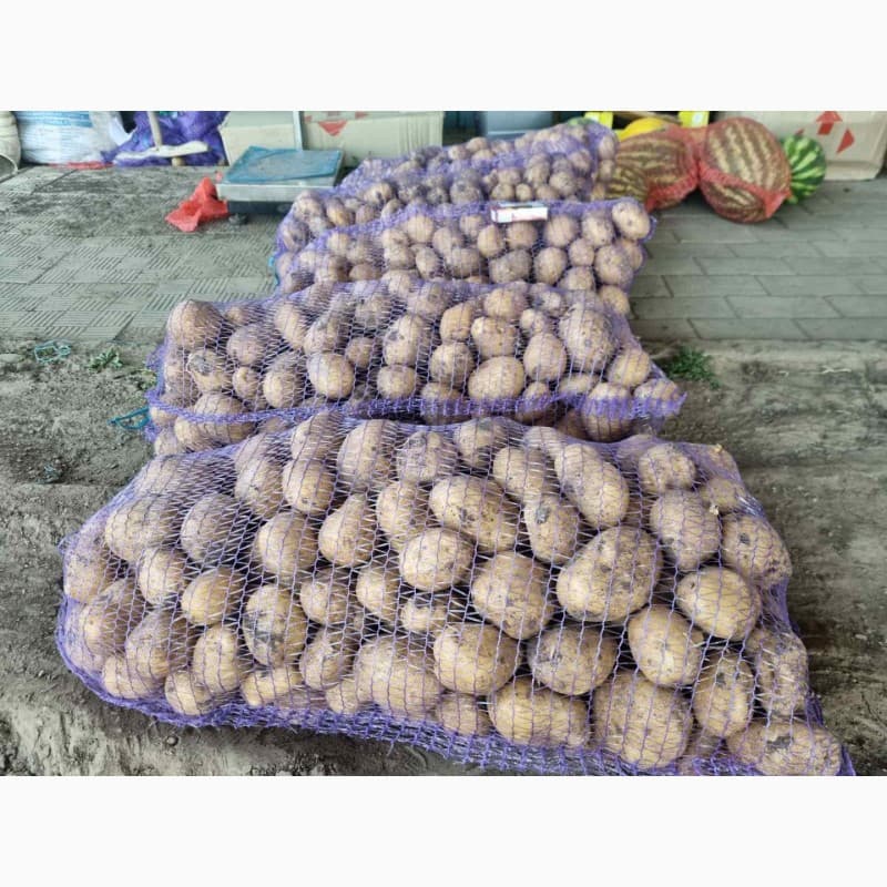 Продам картоплю, Сумська обл.