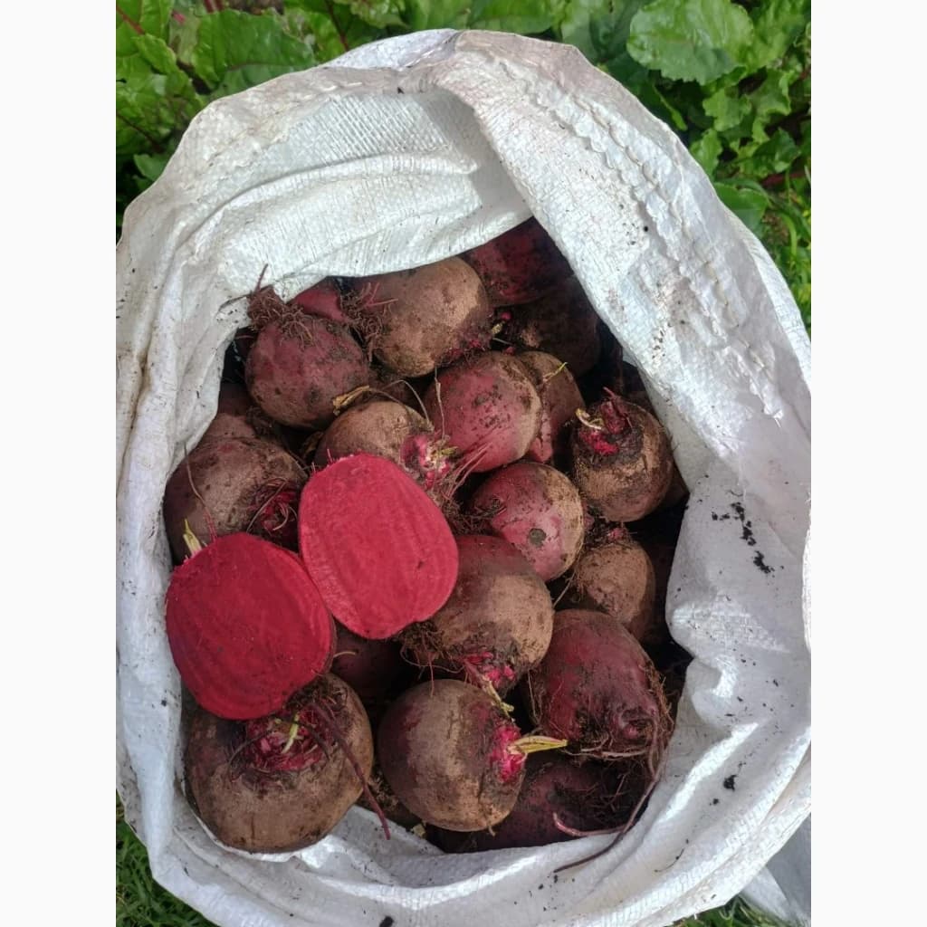 Продам молодий буряк, Дніпропетровська обл.