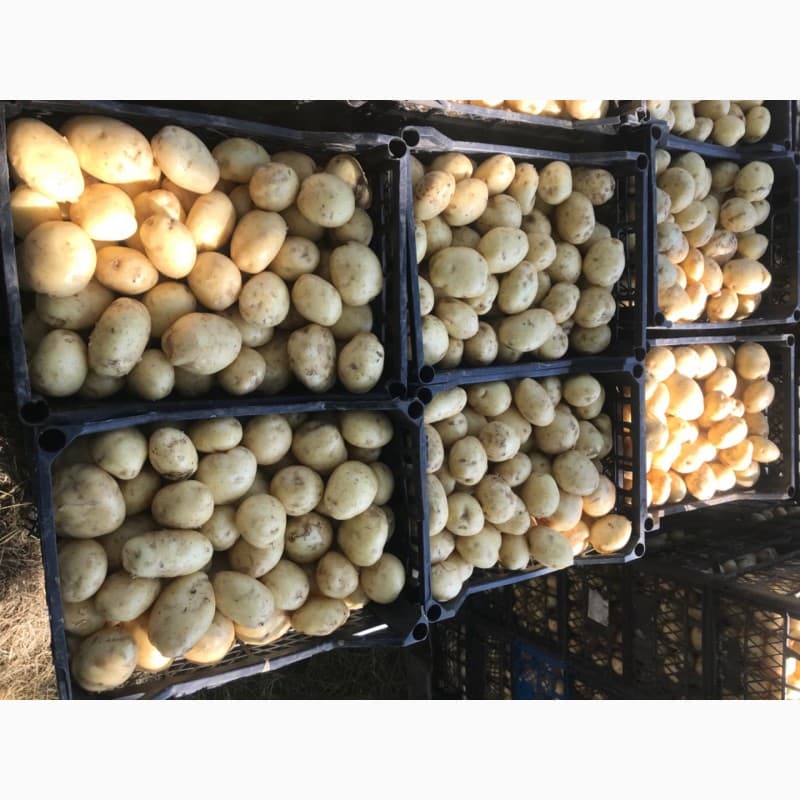Продам гуртом молоду картоплю, Дніпропетровська обл.
