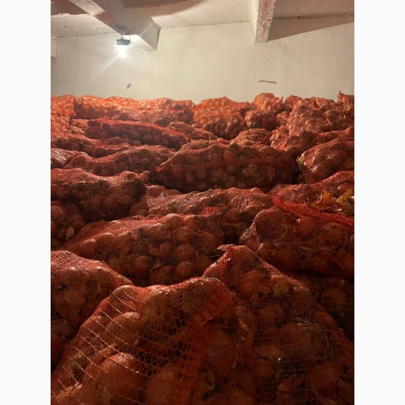 Продам цибулю ріпчасту гуртом, дніпропетровська обл, Дніпропетровська обл.