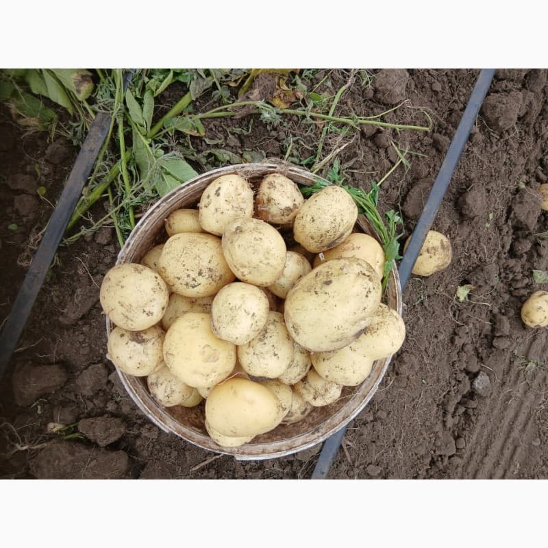 Продам картоплю сорту Рівʼєра (мита і не мита), Дніпропетровська обл.