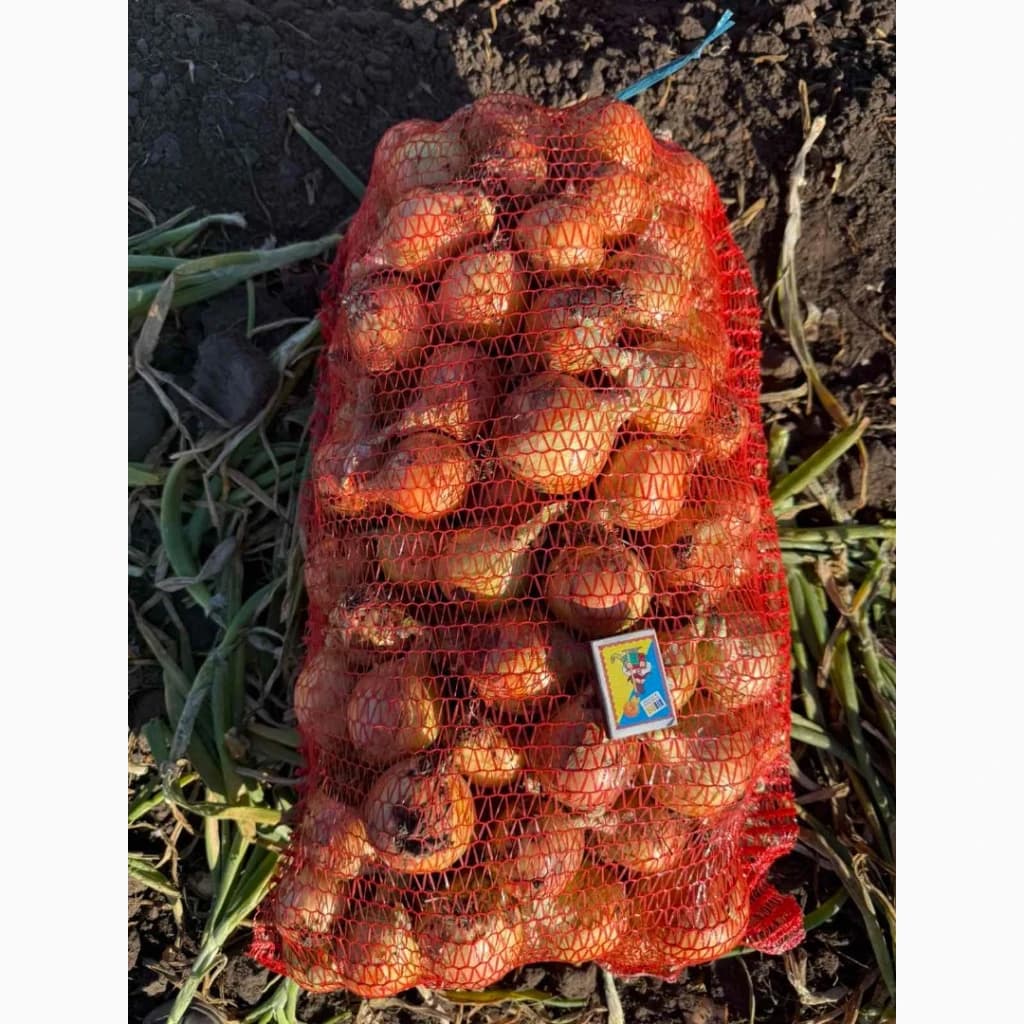 Продам молоду цибулю, Дніпропетровська обл.