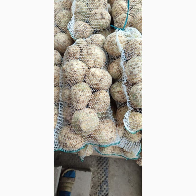 Продам селеру стеблеву, Дніпропетровська обл.