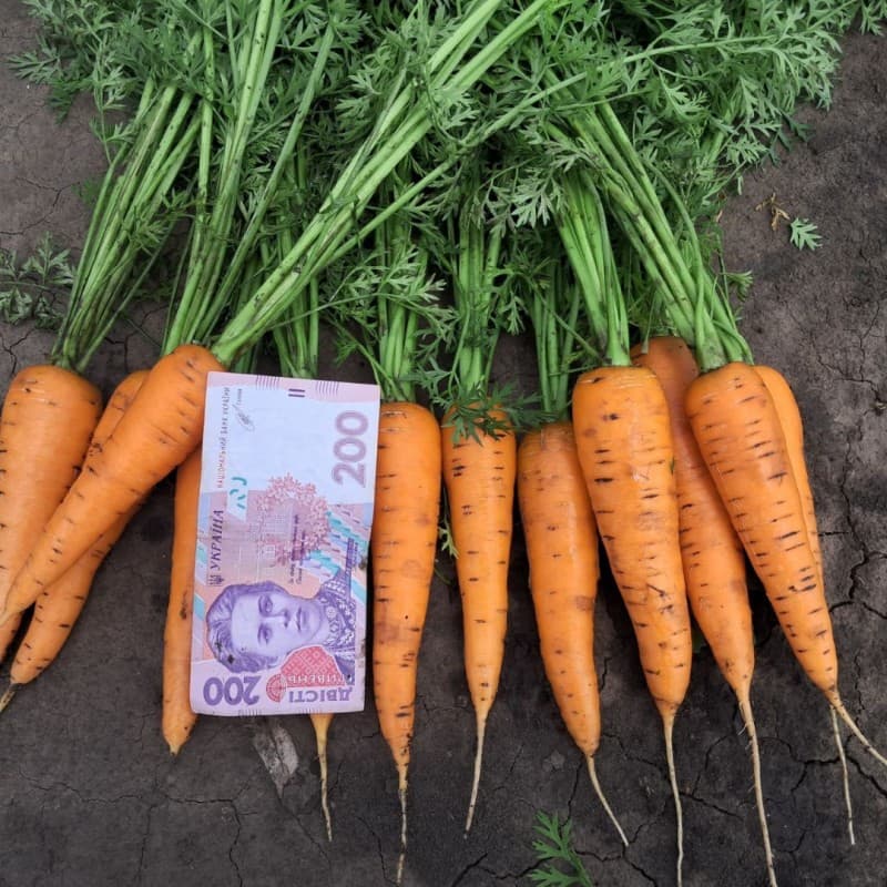 Продам морковь молодую Абако, Дніпропетровська обл.