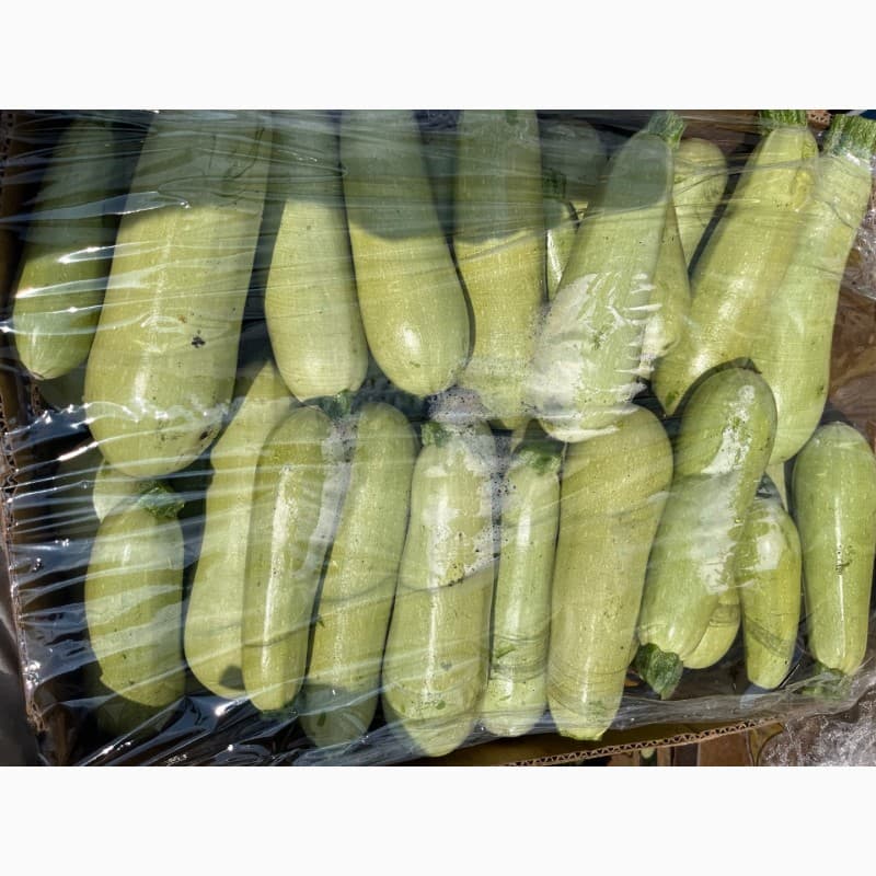 Продам кабачок, Одеська обл.