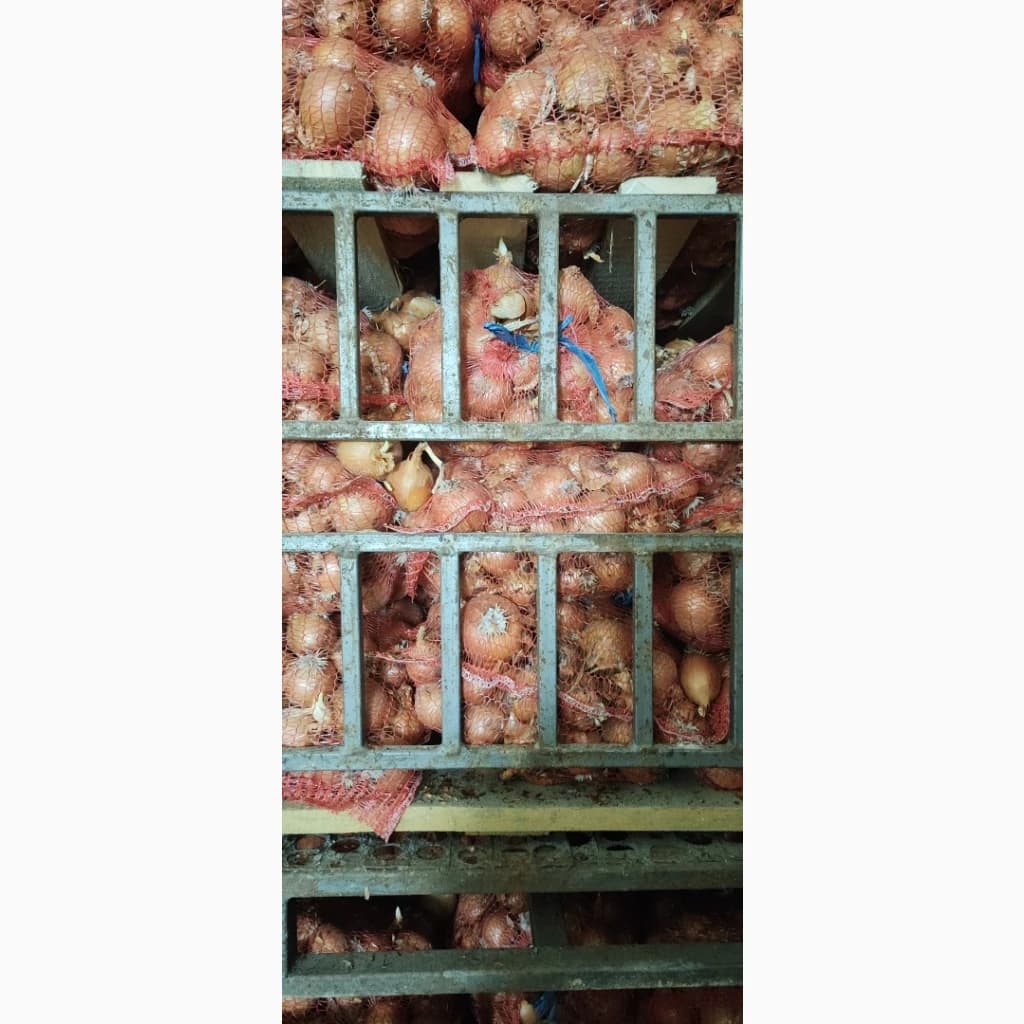 Продам цибуля оптом, Житомирська область