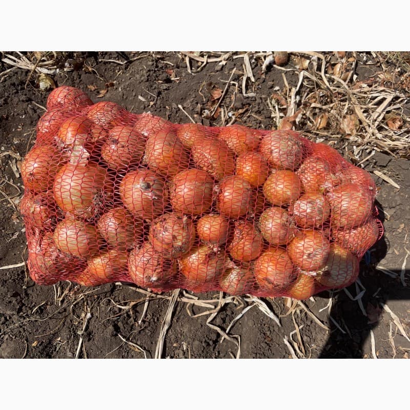 Продам цибулю Медуза, Дніпропетровська обл.