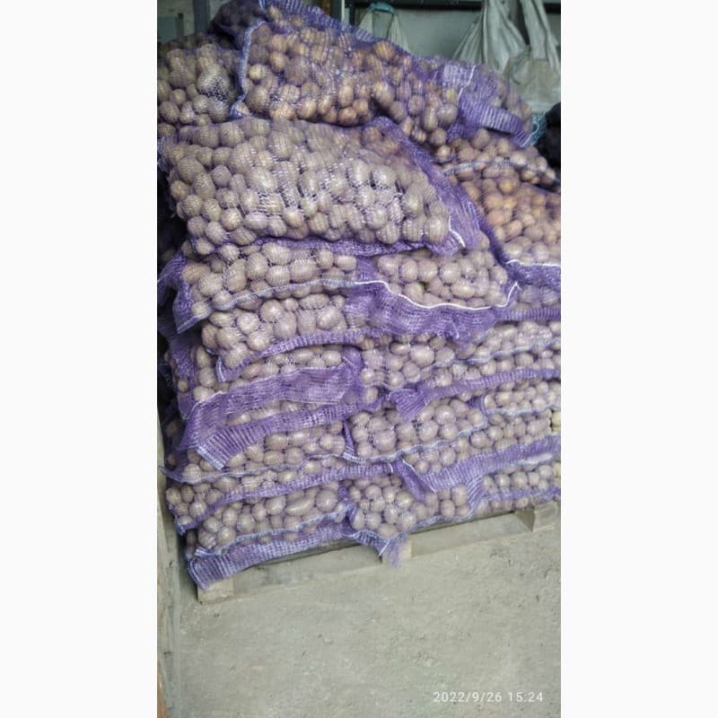 Продам семенной картофель Аризона и Ривьера, Дніпропетровська обл.