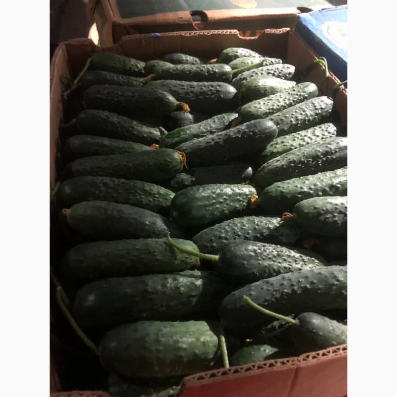 Продам огірок, Полтавська обл.