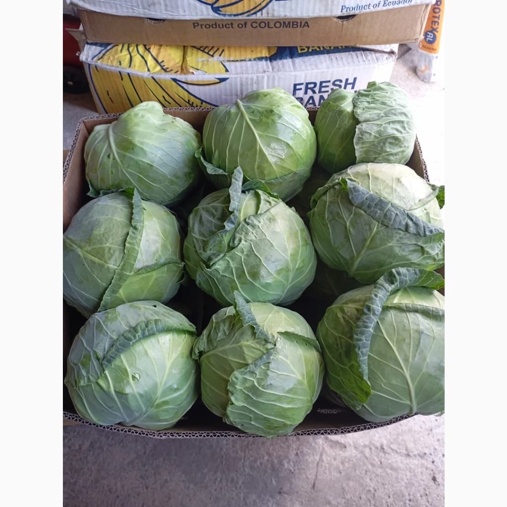 Продам ранню капусту, Вінницька обл.