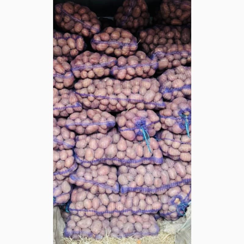 Продам картоплю бела роса, санте, Миколаївська обл.