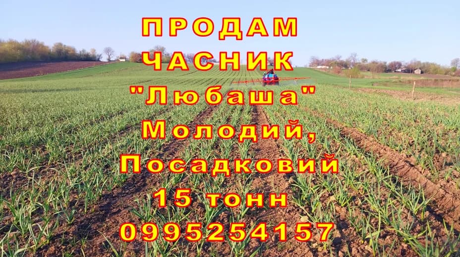 Часник посадковий молодий, Волинська обл.