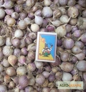 Продам воздушку и однозубку чеснока Любаша, Одеська обл.