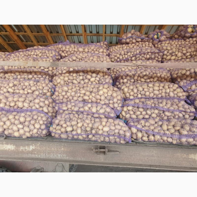 Продам посадочный материал, Запорізька обл.