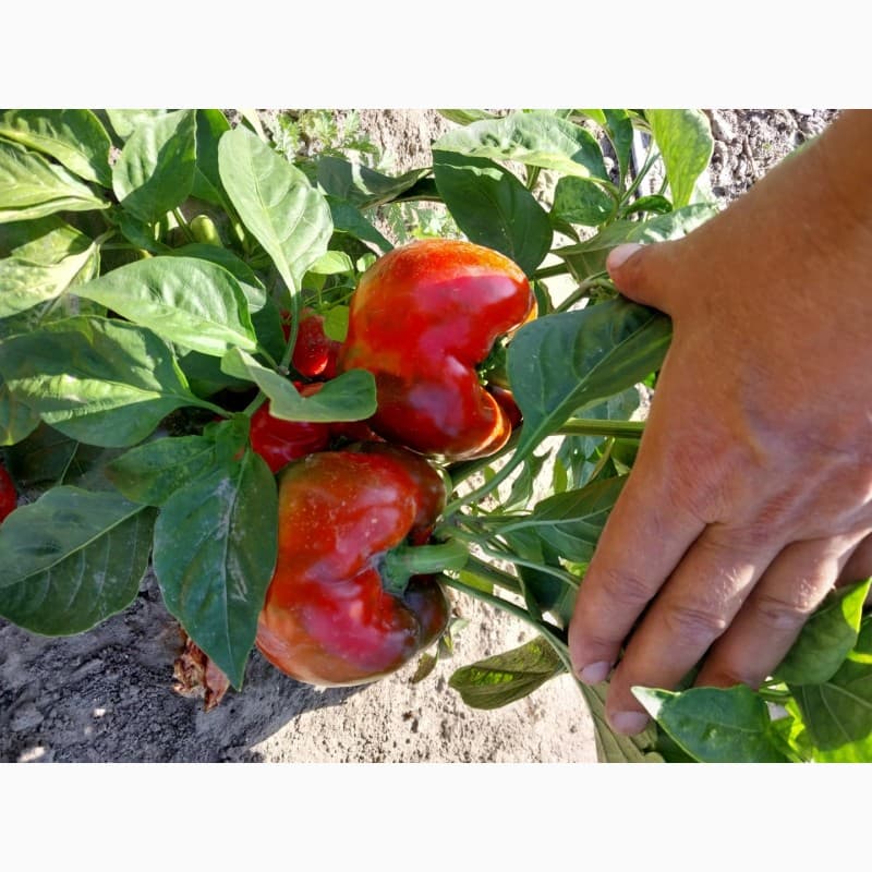 Продам перець кубовидний, Київська обл.