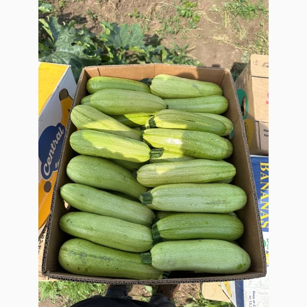 Продам кабачата Марселла, Дніпропетровська обл.