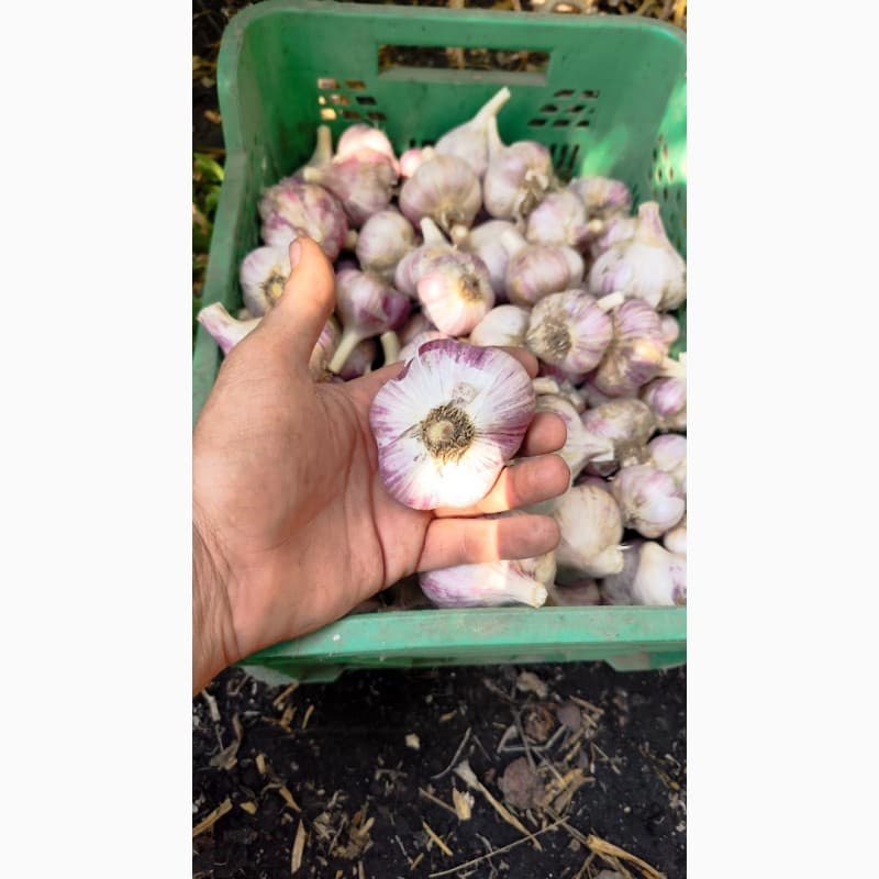 Продам часник Любаша, Волинська обл.