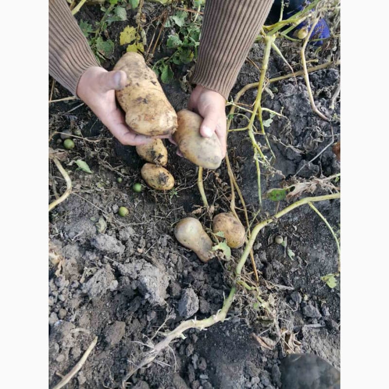 Продам картоплю в рівному, Рівненська обл.
