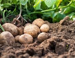 Продам картопля оптом, Львівська область