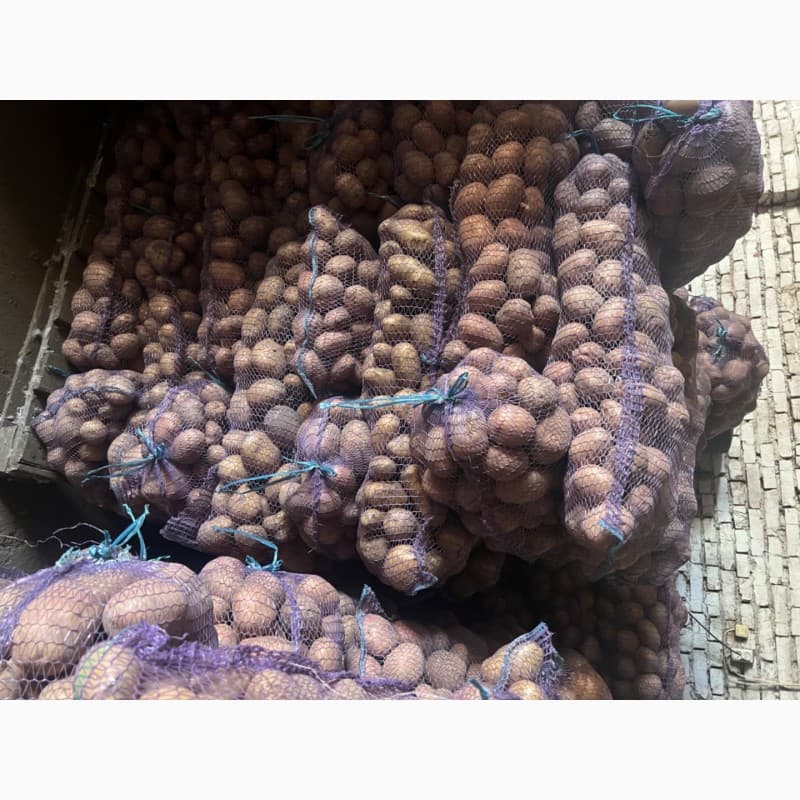 Продам картоплю їстівну, Полтавська обл.