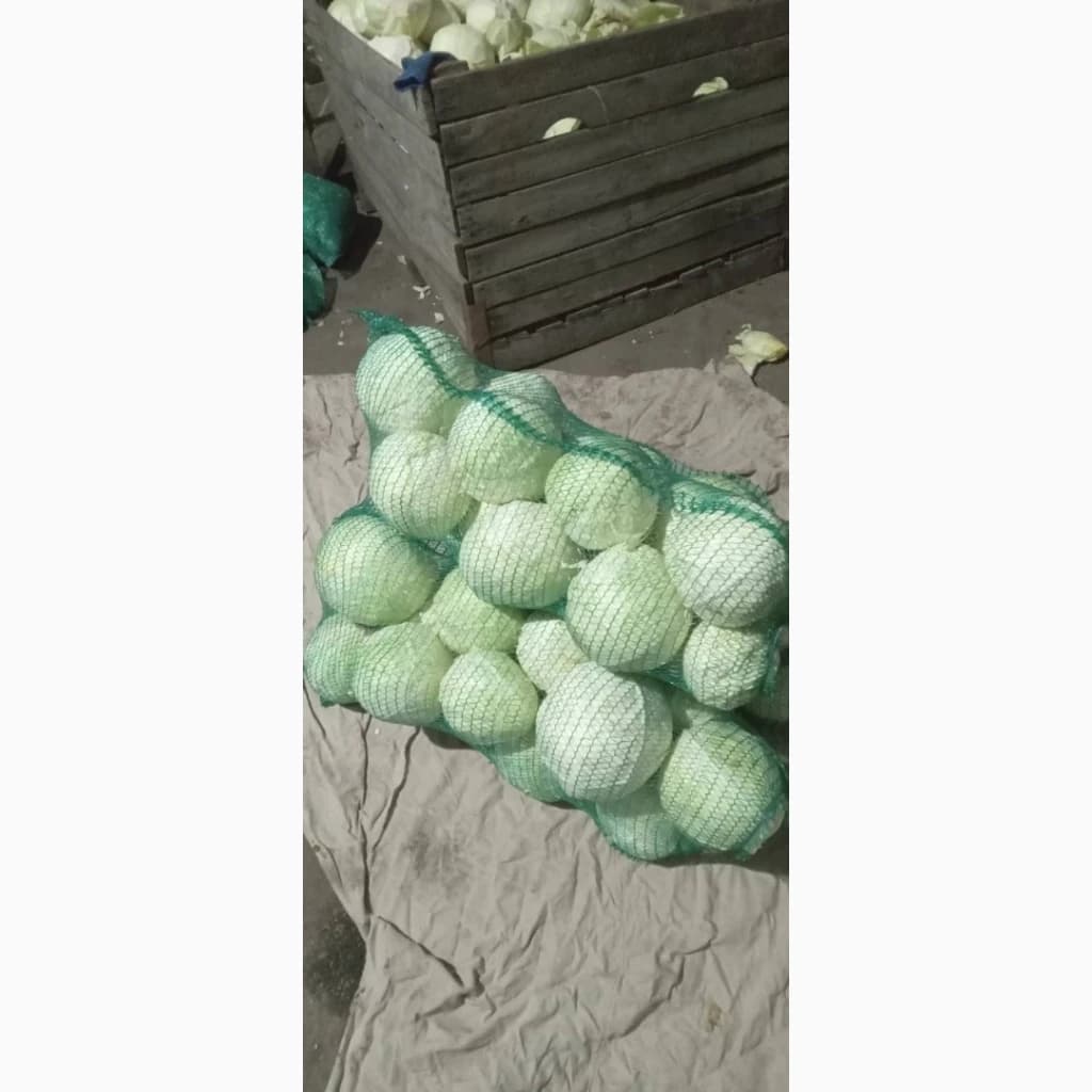 Капуста сорт Епикур, Житомирська обл.