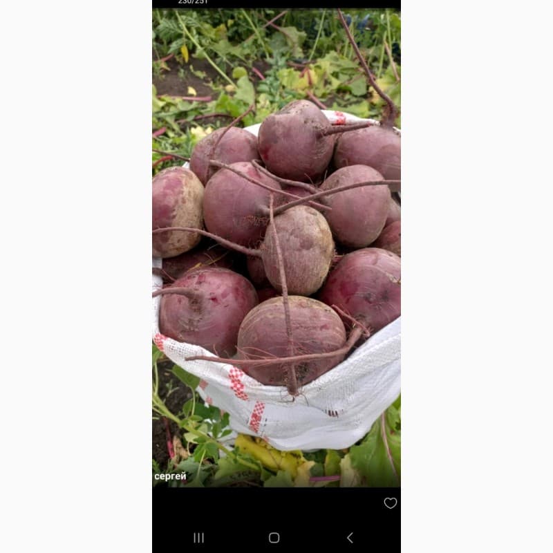 Продам буряк, сорт Водан, Дніпропетровська обл.