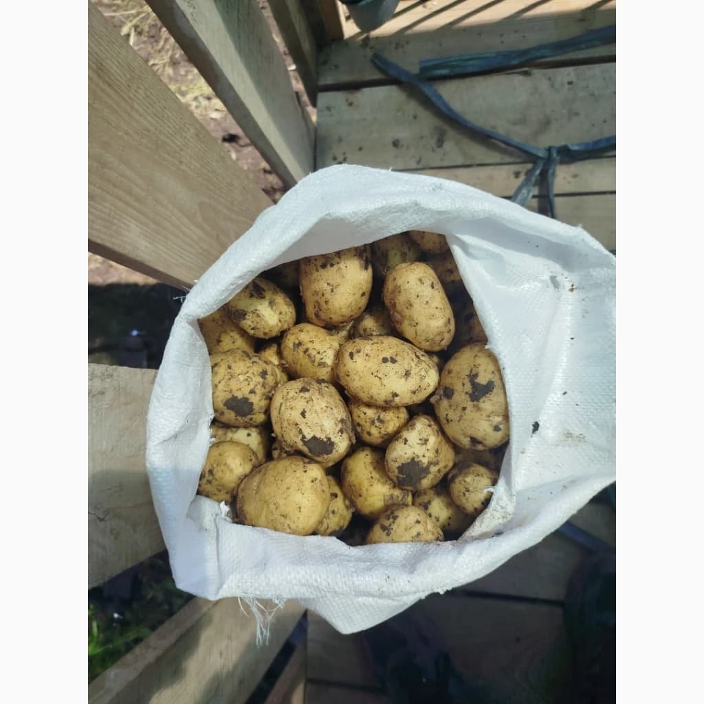 Продам молоду картоплю, сорт рів'єра, Дніпропетровська обл.