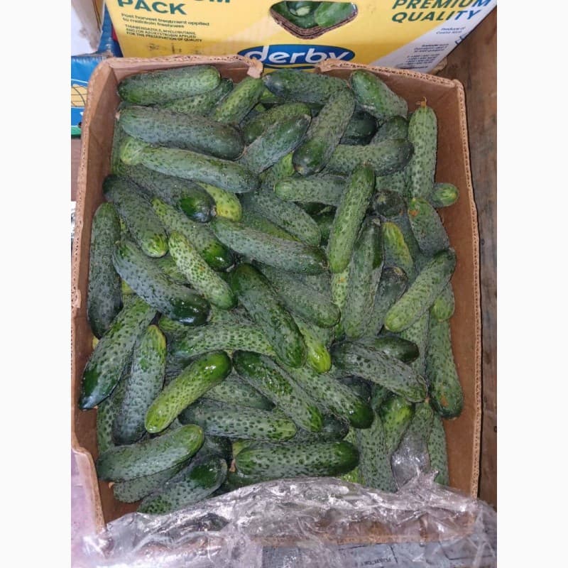 Продам Рівненський огірок