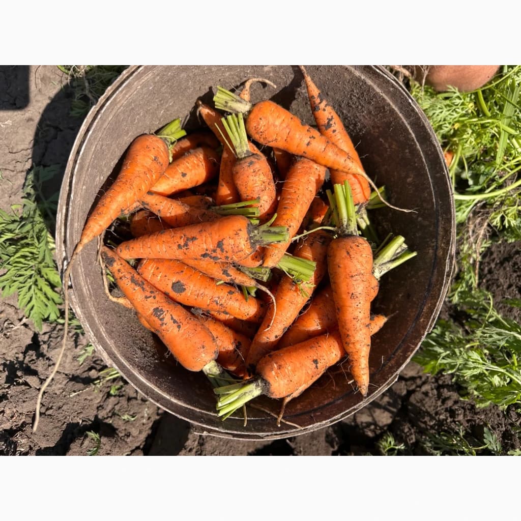 Продам молодую морковь, Дніпропетровська обл.
