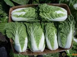 Продам Пекінську капусту, Чернівецька обл.