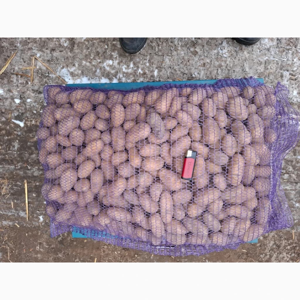 Продам картофель отличного качества сорт, Коломбо, Коннект Белла росса. Также есть посадка, Дніпропетровська о