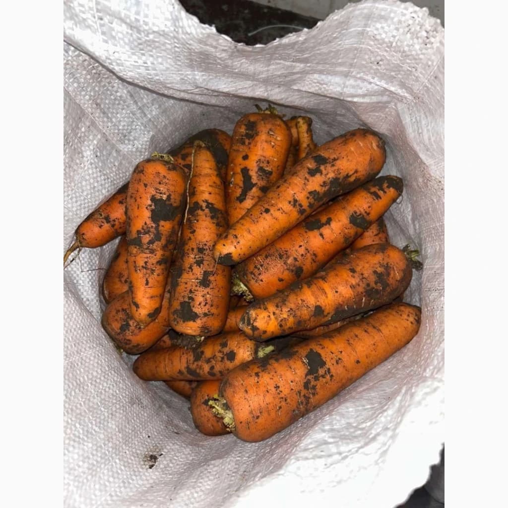 Продам морковь с.Каскад, Дніпропетровська обл.