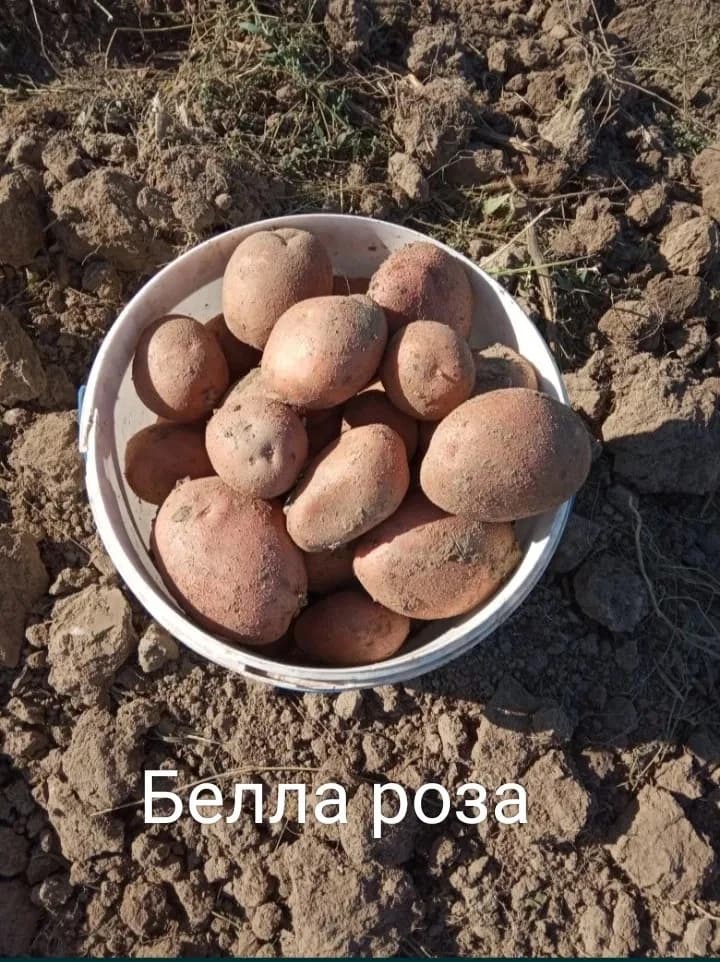Продам Картоплю Сорт Белароса 85 тонн, Київ
