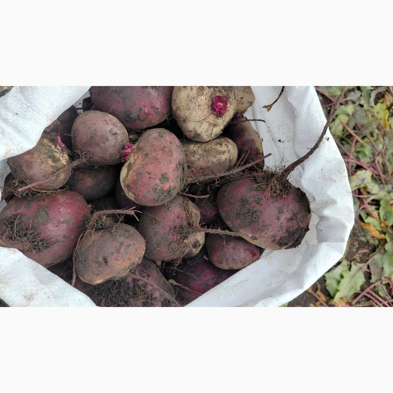 Продам буряк зепо, Львівська обл.