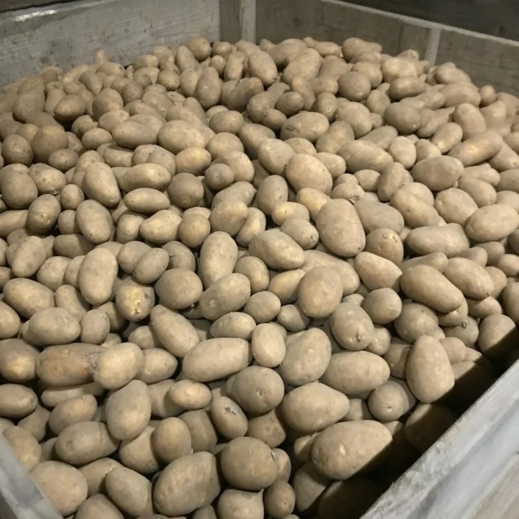 Продам картоплю Велику їстівну, Київська обл.