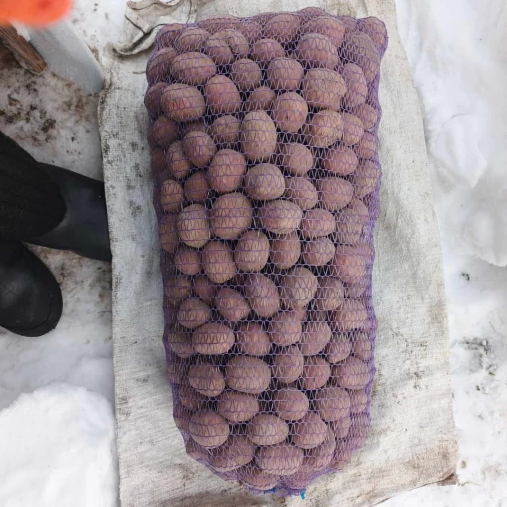 Картофель посадочный Колумба аризона, Чернігівська обл.