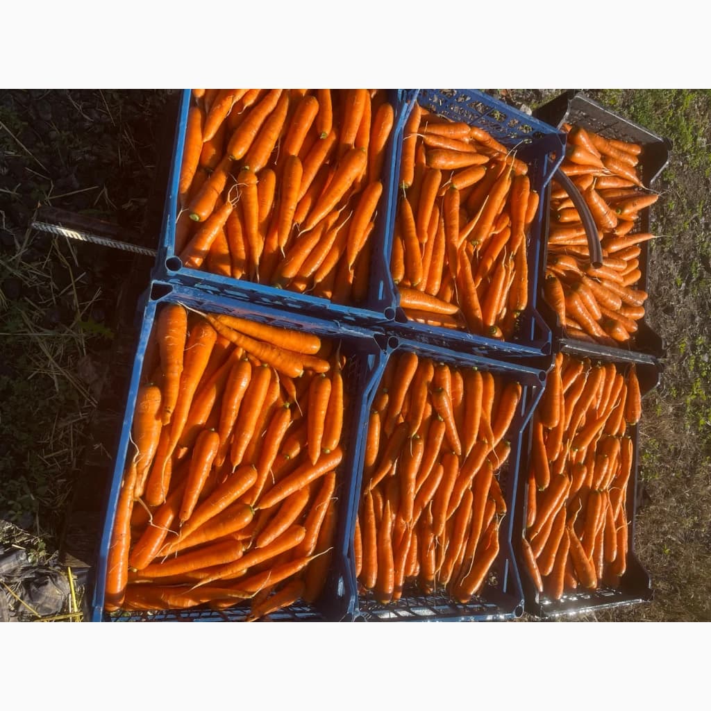 Продам молодую морковку, Одеська обл.