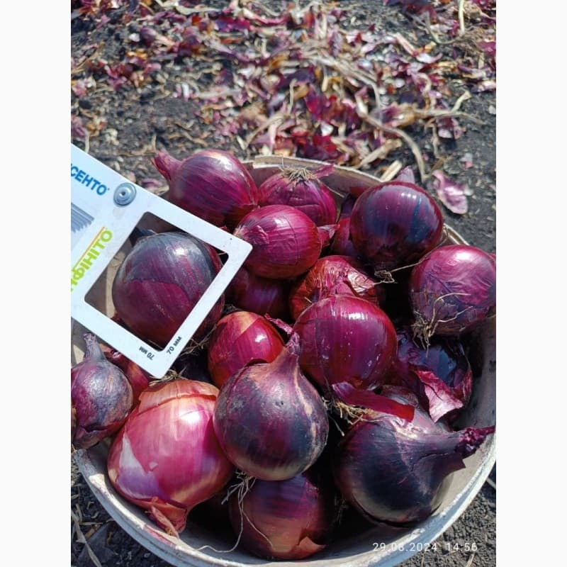 Продам синю цибулю, Харківська обл.