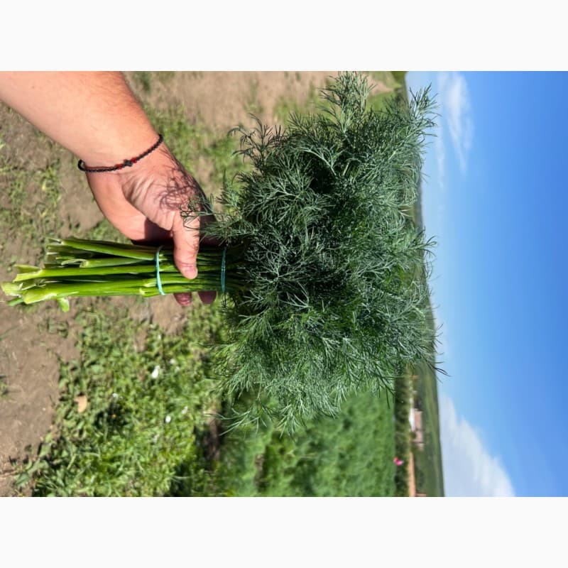 Продам кріп, Вінницька обл.